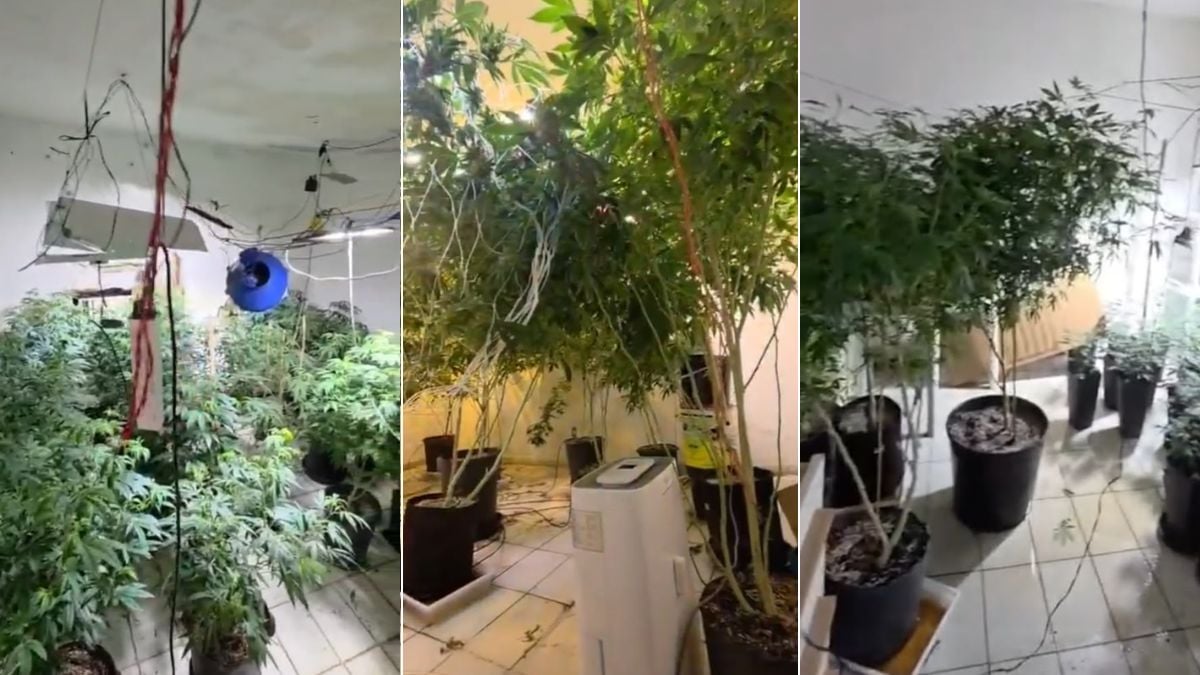 Homem é preso após polícia descobrir plantação de maconha em borracharia, com vasos e plantas em ambiente interno coberto
