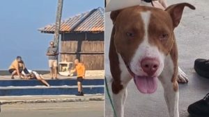 Criança de 7 anos foi atacada por um cão em praça de Mongaguá: cena em que o cachorro aparece em destaque e o vídeo mostra pessoas no local após a mordida.