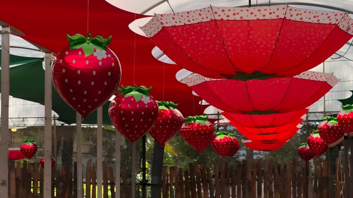 festival-morango-atibaia
