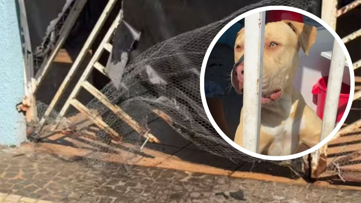 Cães escapam de casa e atacam três pessoas em Americana