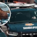 http://Mulher%20é%20atacada%20por%20pitbull%20durante%20discussão%20com%20companheiro%20em%20Bragança