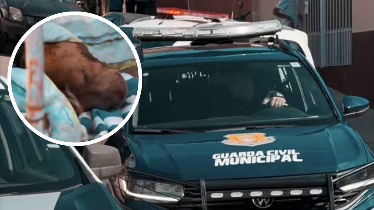 Mulher é atacada por pitbull durante discussão com companheiro em Bragança