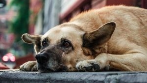 Câmara aprova nova regra para suspensão da CNH: motorista que usar carro para abandonar animais na rua pode ter a habilitação suspensa, com foto de um cachorro deitado em ambiente urbano