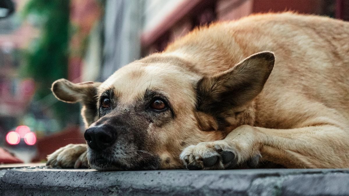 Câmara aprova nova regra para suspensão da CNH: motorista que usar carro para abandonar animais na rua pode ter a habilitação suspensa, com foto de um cachorro deitado em ambiente urbano