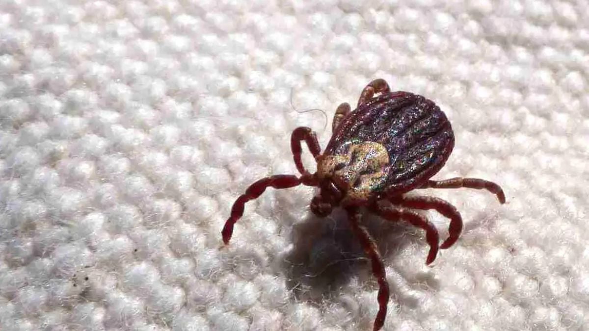 Imagem macro de um carrapato sobre superfície clara, ilustrando informação sobre febre maculosa: SP registra 23 mortes em 24 casos confirmados.