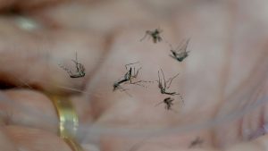Imagem macroscópica de mosquitos pousados na pele, com aparência de alerta sanitário sobre dengue em Campinas e risco de transmissão em bairros da cidade.