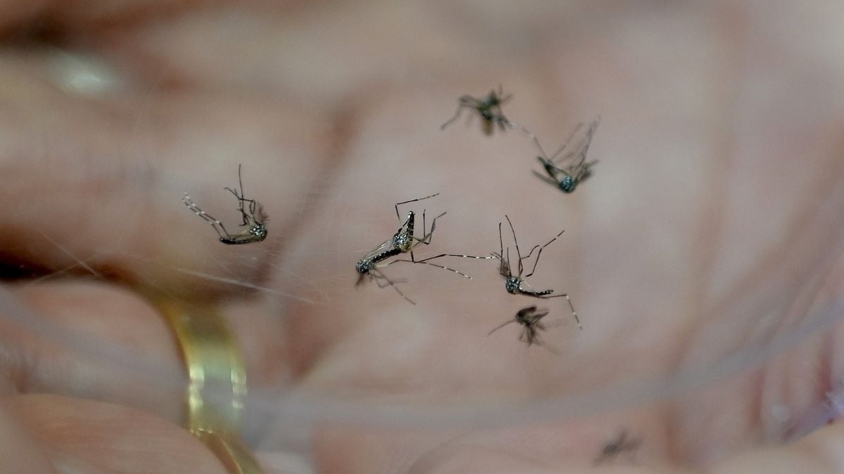 Imagem macroscópica de mosquitos pousados na pele, com aparência de alerta sanitário sobre dengue em Campinas e risco de transmissão em bairros da cidade.