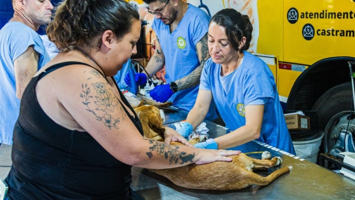 castração gratuita em Paulínia