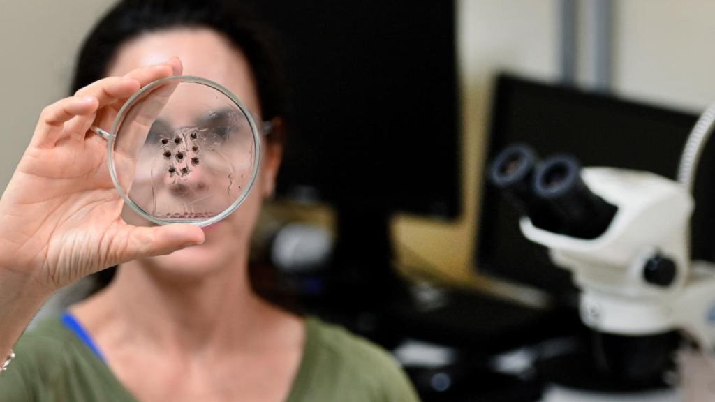A Secretaria de Saúde de Campinas reforça cuidados contra a febre maculosa, com referência a microscópio e análise de amostras em laboratório para prevenção de doenças transmitidas por carrapatos.