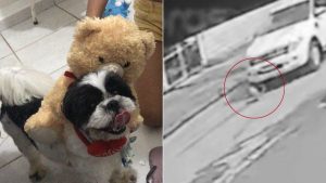 Cachorro atropelado: Cachorro de pelúcia com expressão de sofrimento, segurado por pessoas em ambiente interno, enquanto uma segunda imagem mostra um veículo em via com um animal circulado em destaque; contexto do caso no litoral de SP.