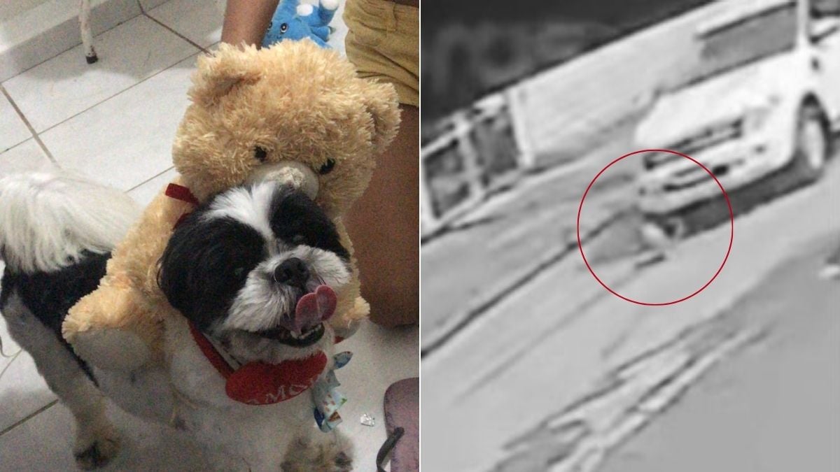 Cachorro atropelado: Cachorro de pelúcia com expressão de sofrimento, segurado por pessoas em ambiente interno, enquanto uma segunda imagem mostra um veículo em via com um animal circulado em destaque; contexto do caso no litoral de SP.