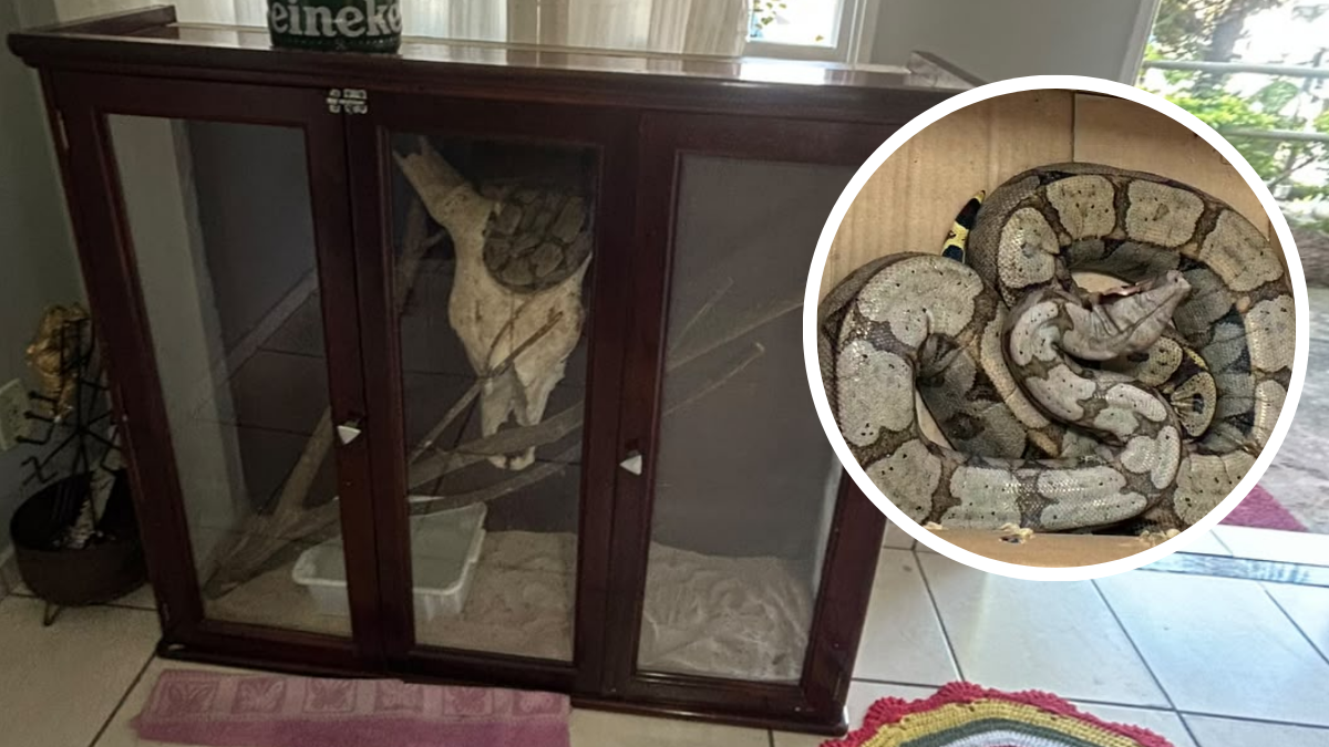 Jiboia encontrada em apartamento em Piracicaba: cobra grande aparece dentro de um cercado/armário com porta de vidro, enquanto uma equipe prepara a remoção.