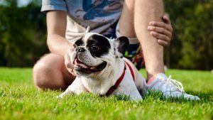Morador relaxando no gramado com um cachorro pequeno e sorridente, em área comum ao ar livre, em contexto de Papo de Síndico sobre regras para pets em condomínios