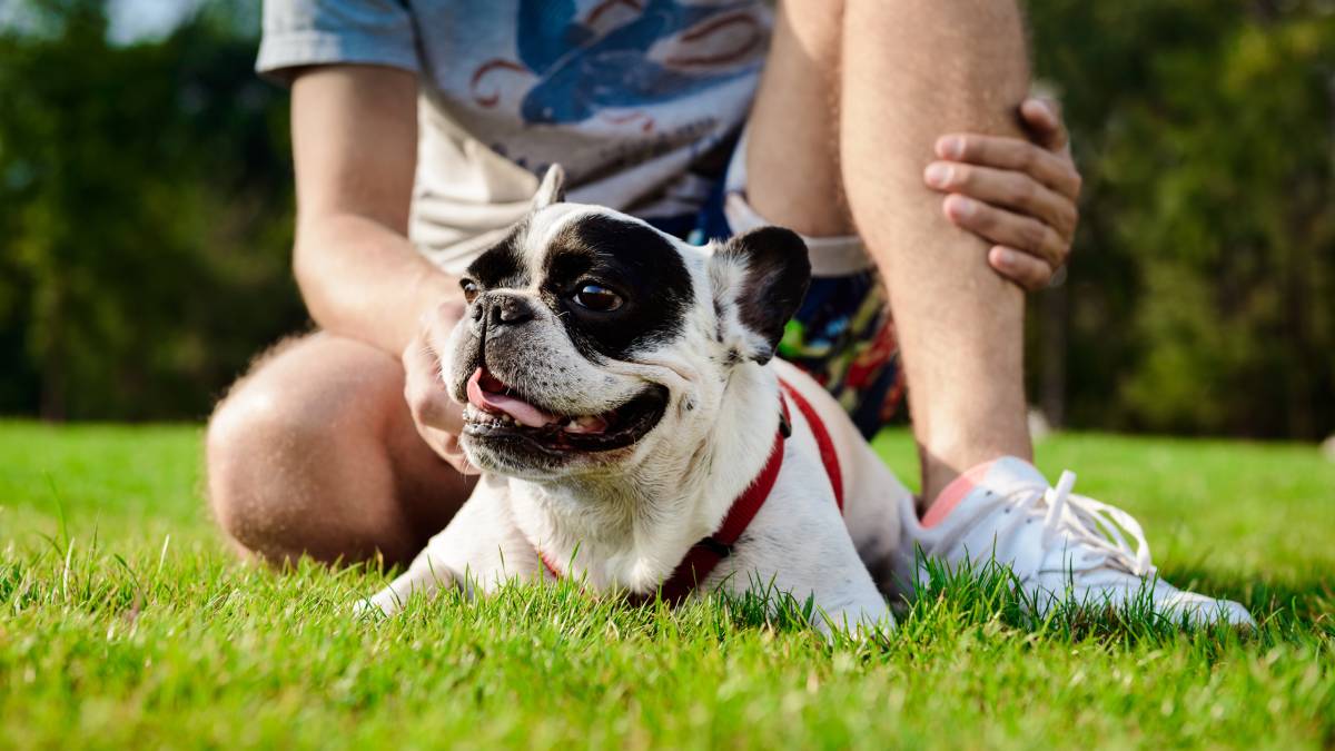 Morador relaxando no gramado com um cachorro pequeno e sorridente, em área comum ao ar livre, em contexto de Papo de Síndico sobre regras para pets em condomínios
