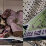 http://Cadela%20é%20abandonada%20em%20viela%20e%20‘escondida’%20com%20madeira%20em%20São%20Vicente;%20VÍDEO