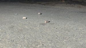 Pequenos fragmentos de material espalhados sobre o chão de concreto, em uma cena com superfície áspera e sujeira visível.