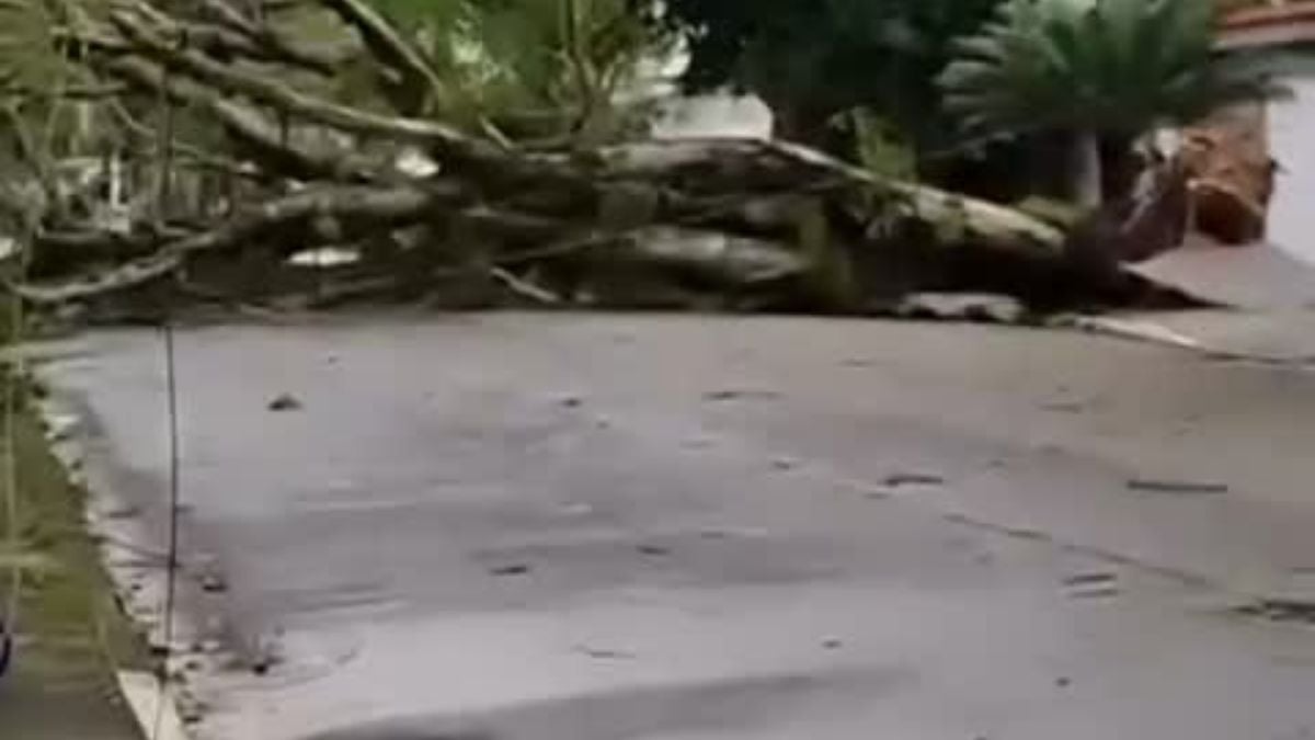Rua residencial com asfalto cinza, vegetação alta ao lado e ramos de árvores invadindo a via, com plantas próximas ao meio-fio em uma cena externa ao ar livre.