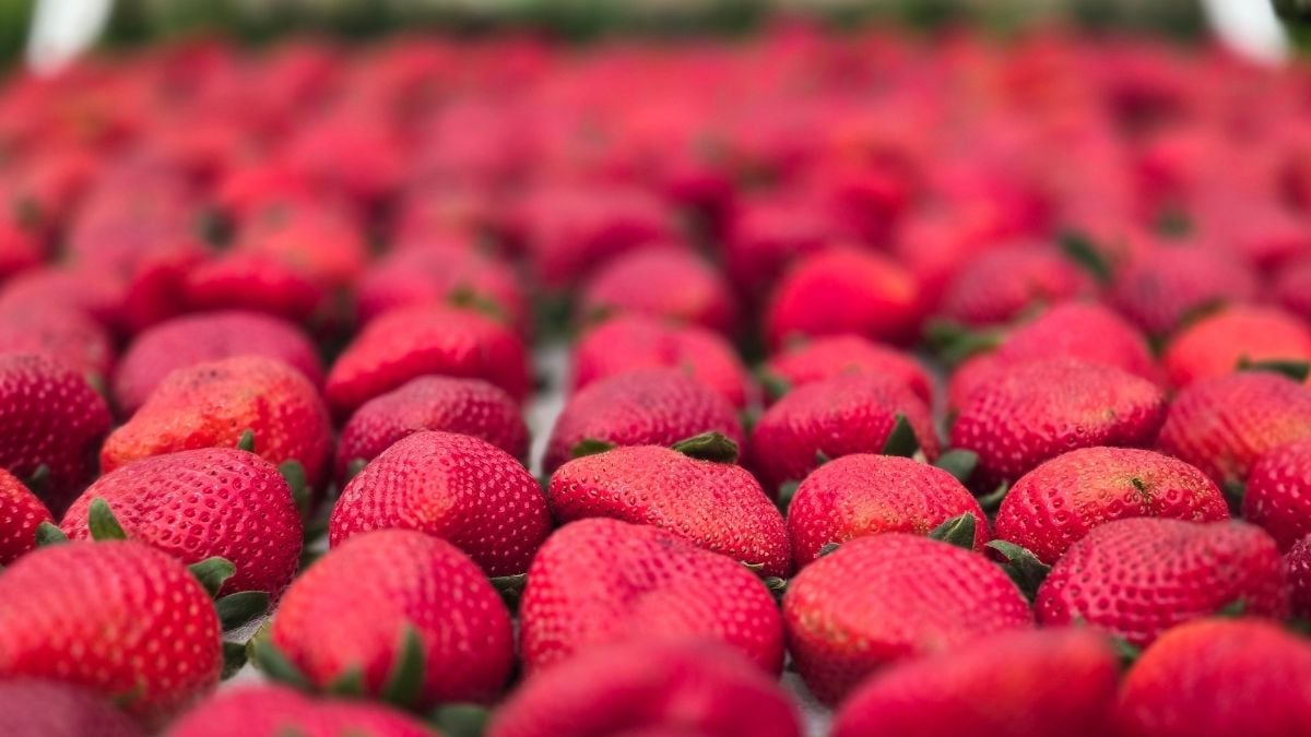 Morangos vermelhos frescos com folhas verdes, preenchendo toda a imagem, destacando a colheita e a aparência da Festa das flores e do morango de atibaia.