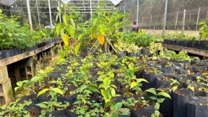 Mês da Árvore em Limeira: viveiro com fileiras de mudas e plantas em saquinhos e canteiros, com estufa de tela ao fundo e vegetação verde em crescimento.