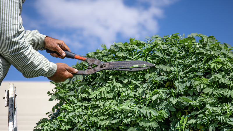 Homem usando ferramentas de jardinagem para aparar e podar um arbusto verde, com tesoura de poda e luvas, ao ar livre sob céu azul