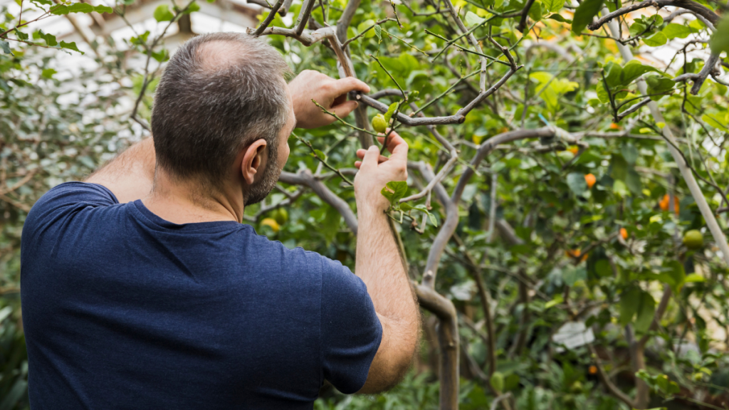 Homem em um jardim podando galhos de uma árvore com tesoura de poda, enquanto observa as folhas verdes ao fundo, em dia ensolarado.