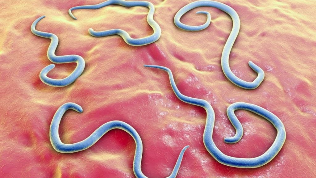 Mas por que “Helmintos”? O termo é usado para identificar organismos parasitas, como vermes, que vivem dentro ou sobre outros seres vivos e dependem deles para obter nutrientes e sobreviver. Alguns podem causar doenças em humanos e animais, como as lombrigas e as tênias.