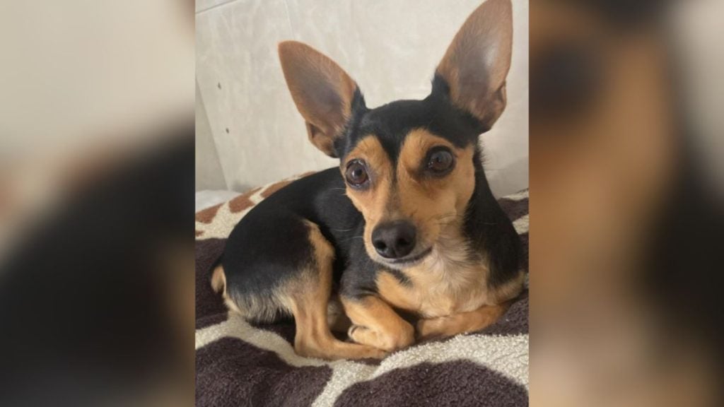 Cachorro morre após ataque de pitbull em Peruíbe - Foto: reprodução