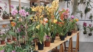 1º Festival das Flores em Praia Grande