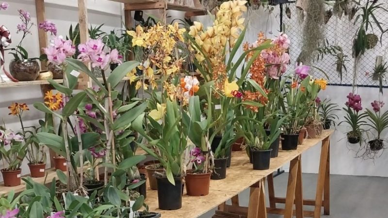 1º Festival das Flores em Praia Grande