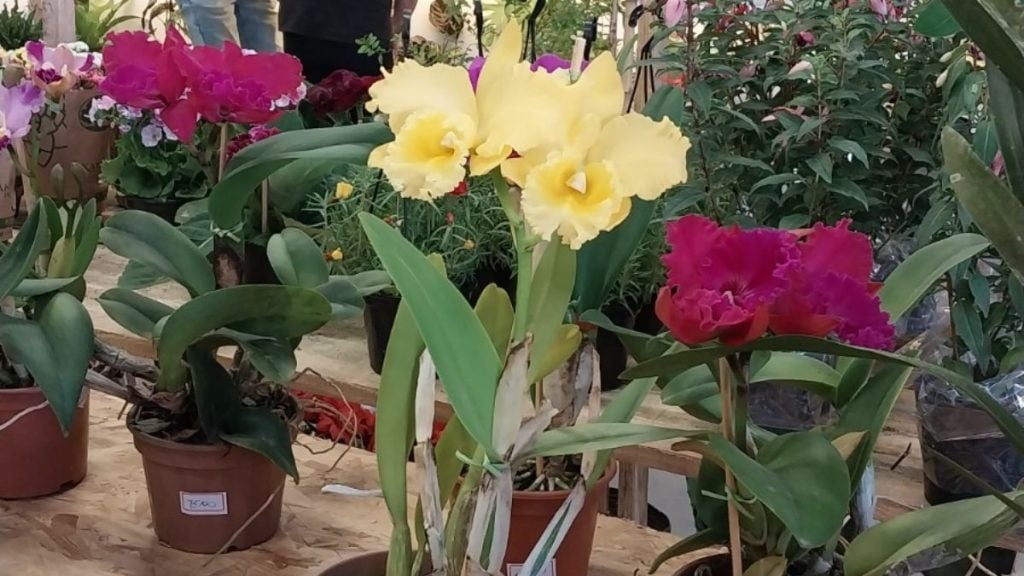 1º Festival das Flores em Praia Grande