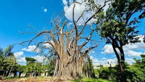 Falsa seringueira em Piracicaba