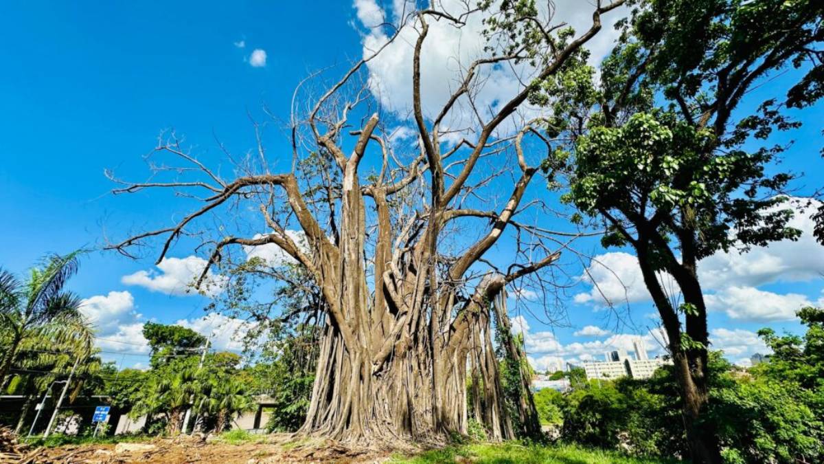 Falsa seringueira em Piracicaba