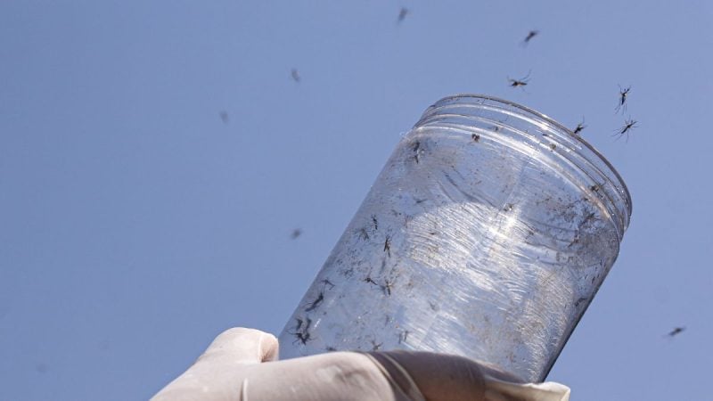 Aedes aegypti em um recipiente de plástico transparente, com o céu azul ao fundo e mosquitos visíveis na superfície, sugerindo controle e prevenção