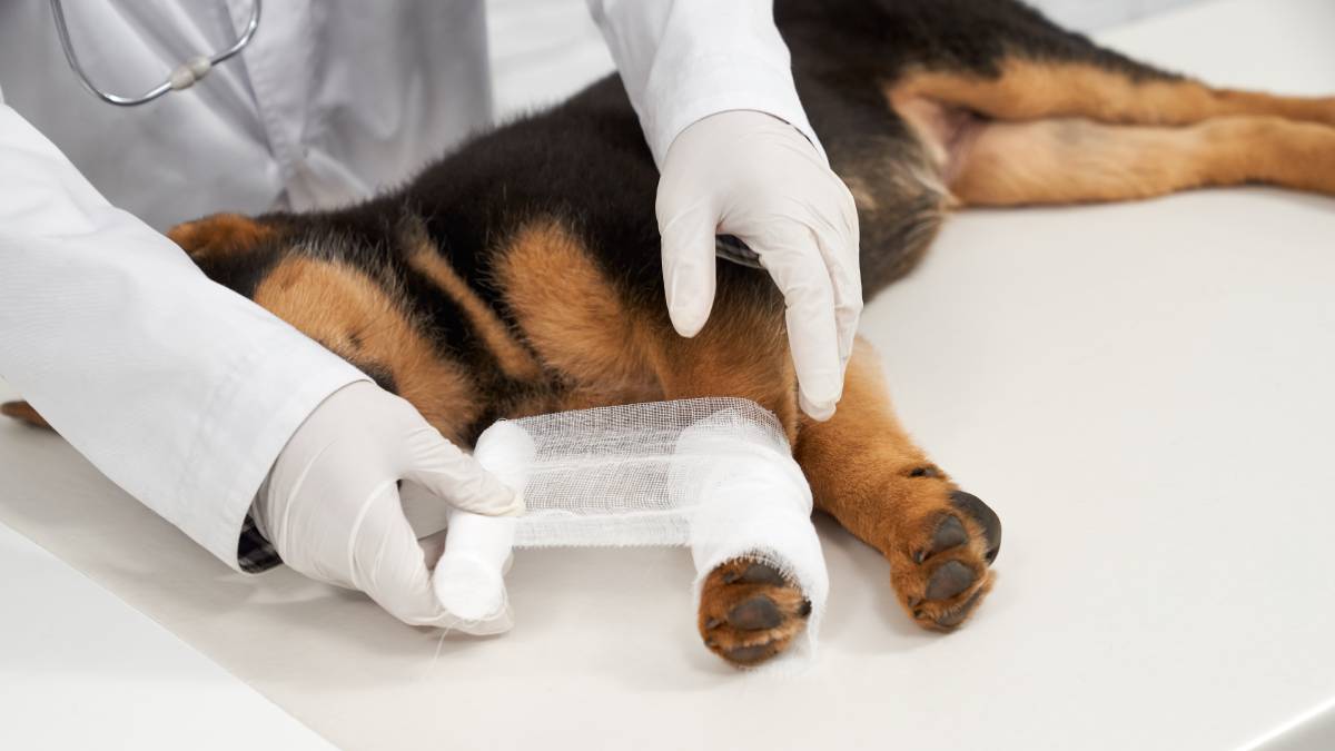 pronto-socorro pet em Praia Grande: Médico-veterinário realiza curativo e primeiros socorros em um cachorro sobre uma mesa clínica, com luvas cirúrgicas, enquanto se prepara para pequenos procedimentos. Praia Grande terá pronto-socorro pet gratuito com pequenas cirurgias.