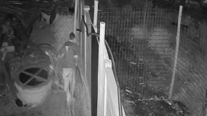 homem é preso após furtar fios em Limeira: Câmera de segurança mostra homem em área externa com fio e cerca, enquanto agentes investigam furto em condomínio; homem é preso após furtar 30 quilos de fios em Limeira.