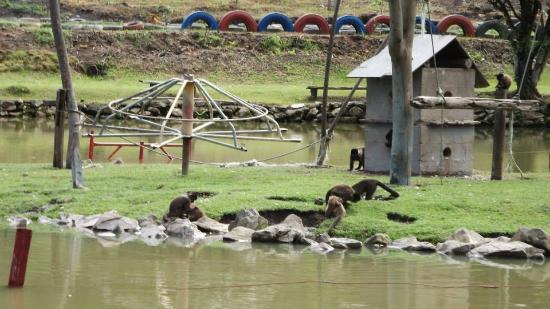 Parque macaquinhos em Serra Negra: área externa com gramado, um pequeno lago e macaquinhos próximos a estruturas de lazer e de abrigo no cenário natural