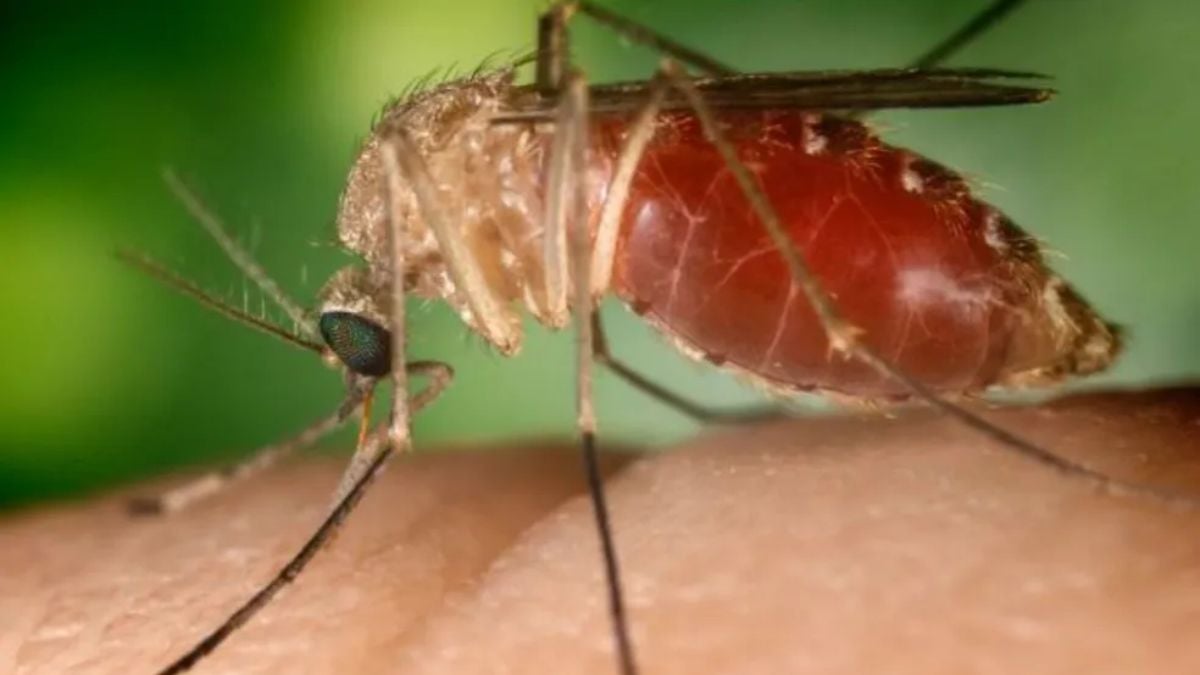 O que é a febre do Nilo Ocidental, que voltou a ser registrada no Brasil