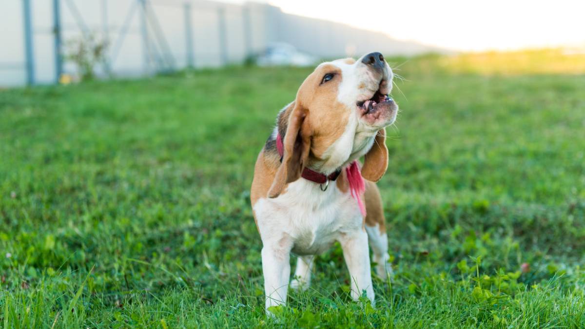 Cachorro latindo em área verde de condomínio, com imagem que remete ao tema “papo de síndico” sobre regras e possível multa por barulho