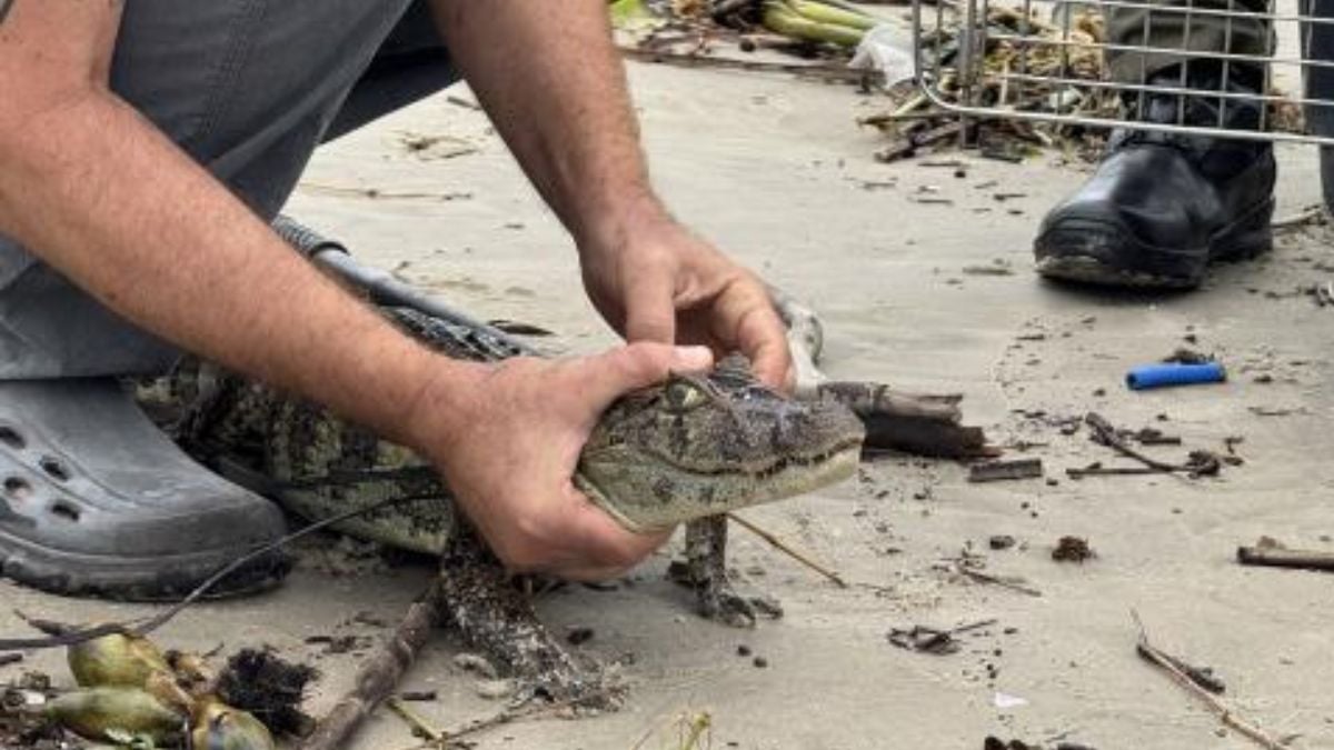 jacarés são resgatados em Mongaguá
