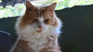 Gato de pelagem clara em destaque durante o Cats Festival em Santos, com foco em adoção de felinos neste fim de semana.