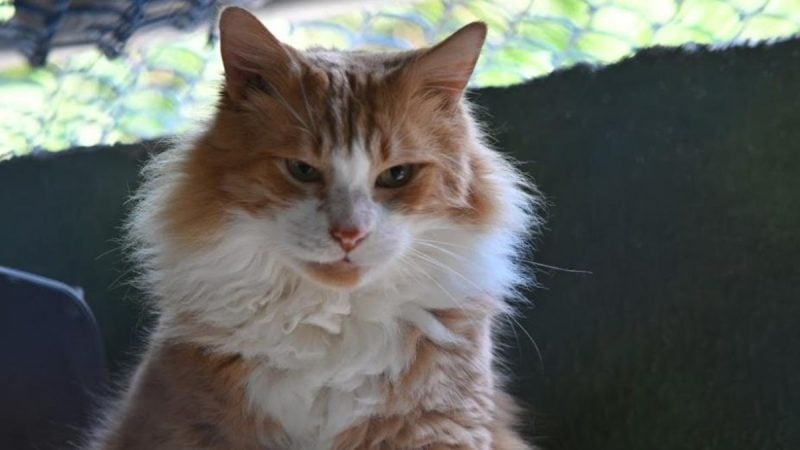 Gato de pelagem clara em destaque durante o Cats Festival em Santos, com foco em adoção de felinos neste fim de semana.