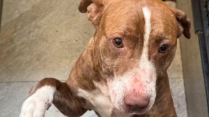 Cachorro resgatado com machucados, sendo mostrado em contexto de denúncia: Cachorro é agredido em Limeira, com registro de violência com chutes e cabo de vassoura e tutora presa.
