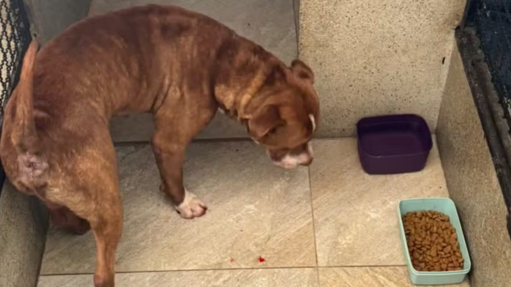 Cachorro é agredido em Limeira: cão resgatado após suspeita de maus-tratos em Limeira, em foto da Polícia Militar, ao lado de ração e recipiente