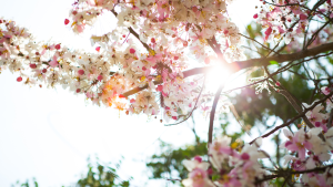 Flores de cerejeira em ramos com pétalas rosa e brancas, em destaque na parte superior da imagem, com luz do sol atravessando o fundo desfocado e folhas verdes ao redor.