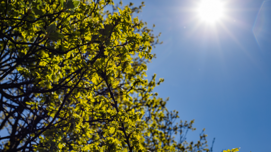 Galhos e folhas verdes de uma árvore com novas brotações iluminadas pelo sol forte ao fundo, em um céu azul claro e aberto, criando uma cena de primavera ao ar livre.