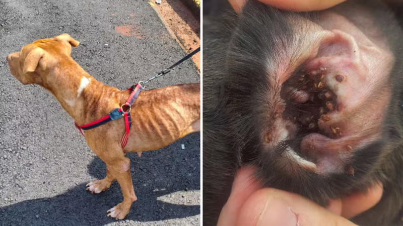 Cães resgatados com carrapatos na rua, com um cachorro de coleira vermelha e close de ferimentos causados por parasitas; caso envolve maus-tratos em Americana e tutora presa por maus-tratos em Americana.