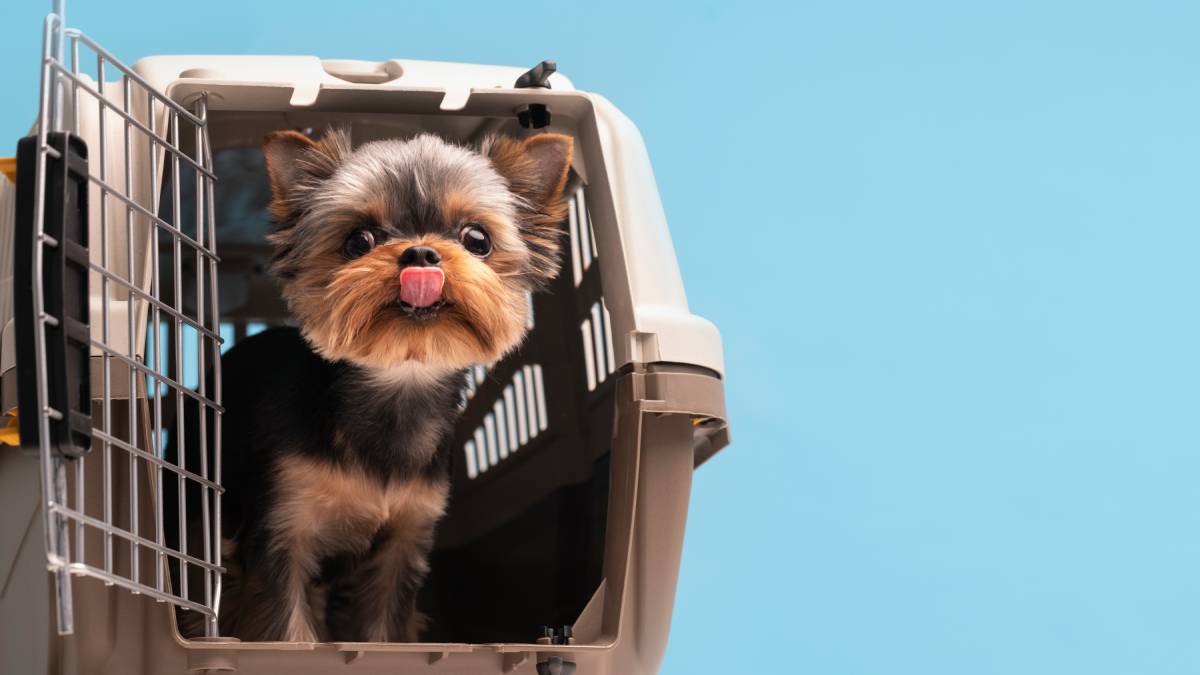 O uso de equipamentos de mobilidade não impede automaticamente o embarque de animais com deficiência