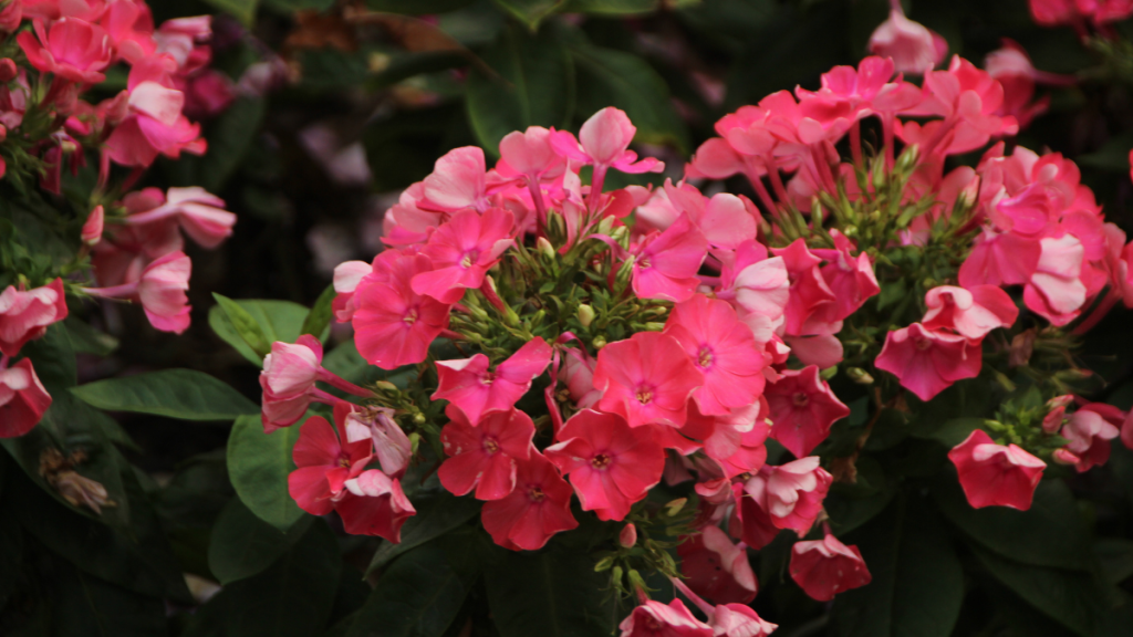 Flores em tons de rosa e vermelho com folhas verdes ao fundo, em um buquê natural e bem florido, com destaque para as pétalas