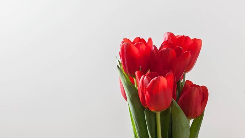 Tulipa vermelha associada à conscientização sobre a doença de Parkinson