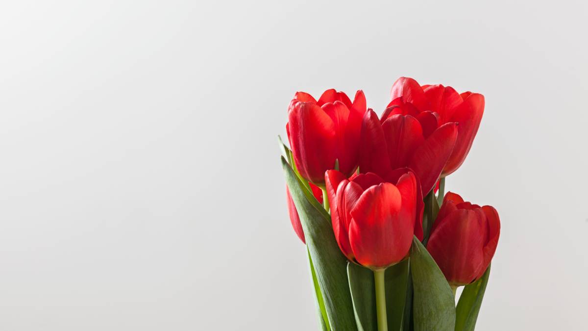 Tulipa vermelha associada à conscientização sobre a doença de Parkinson